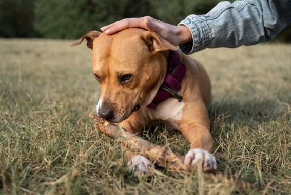 Por qué es importante el cuidado dental en perros